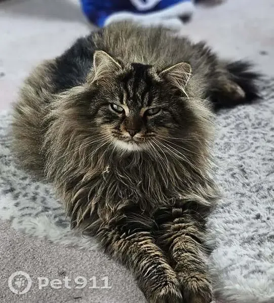 Perdu chat mâle, Rue de l'Hôtel Dieu, 1266, Olivet, Paris - poil tigré mi-long - photo