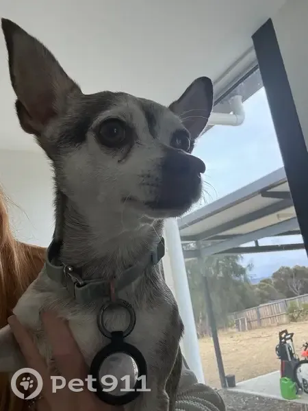 Found Dog in Sorell: White, Blue Collar - photo