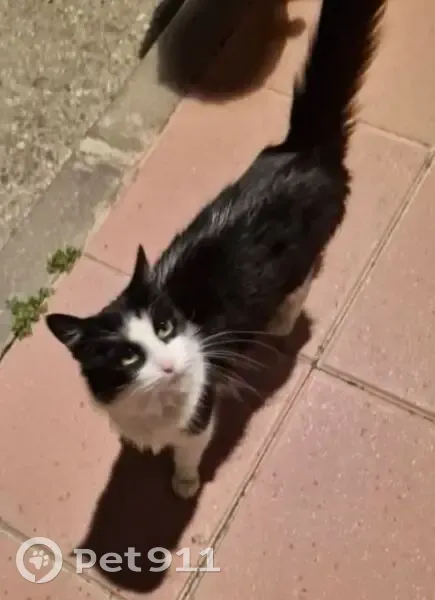 Gata Blanca y Negra Encontrada en Barceloneta - photo