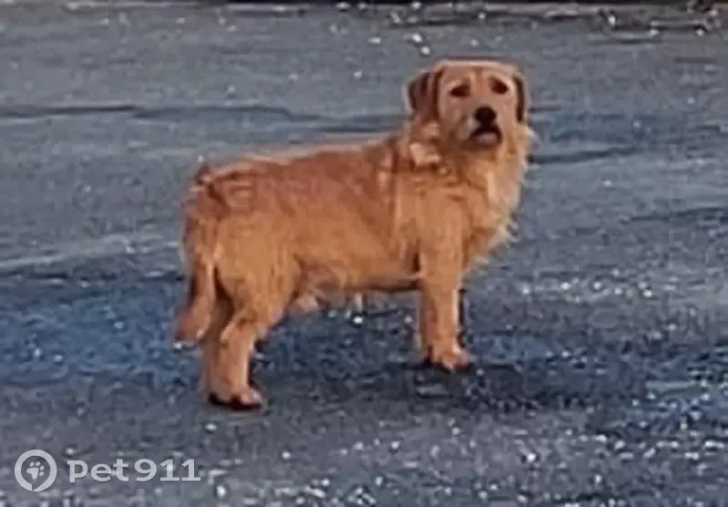 Perdu Chien mâle, Route de Branne, Cadillac-sur-Garonne - Basset Fauve de Bretagne - photo