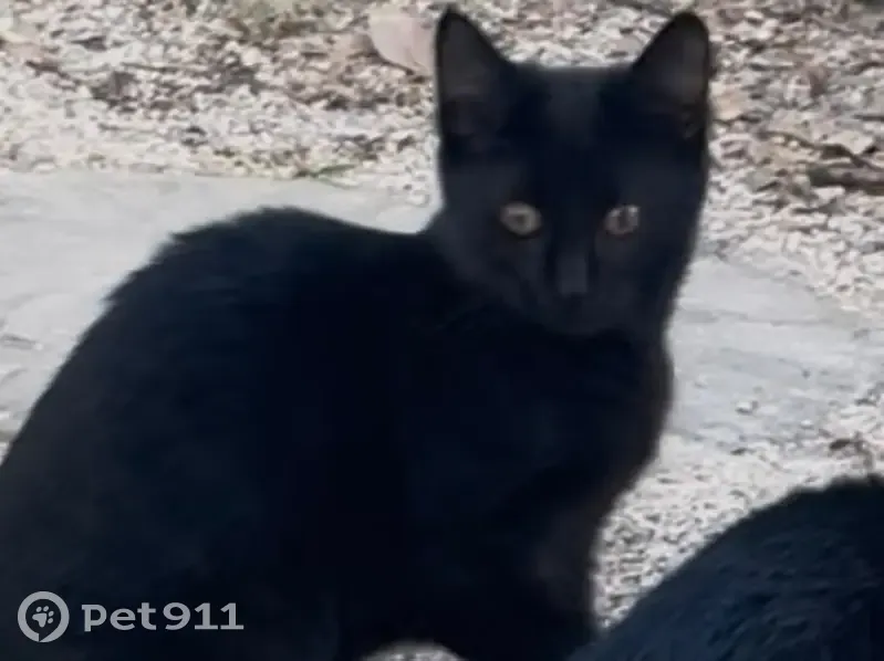 Lost Кошка, Female, Sand Isles Circle, Arlington - all black with tabby stripes - photo