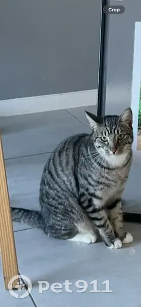 Lost Tabby: Champa in Cape Town - photo