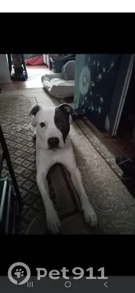 Lost Собака Male, U.S. 19, 7836, Jonesboro - Grey/white very sweet - photo