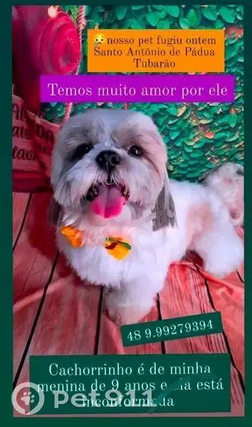 Cachorro perdido Macho (brl002465) - photo