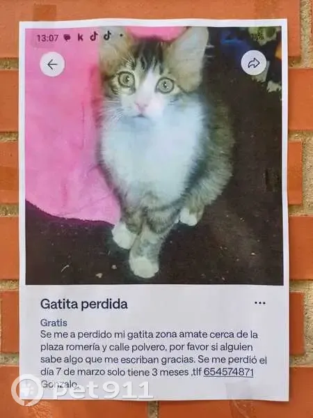 Gatita Tricolor Perdida en Sevilla - photo