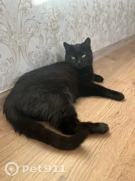 Зникла кішка: чорна з білою плямою на шиї - photo