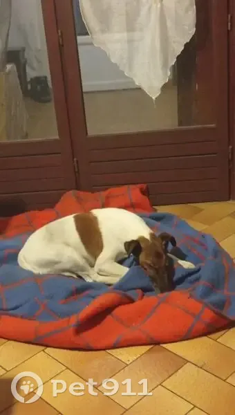 Trouvé chien mâle, Route du Plateau, Fourques-sur-Garonne - blanc et marron Jack Russell - photo