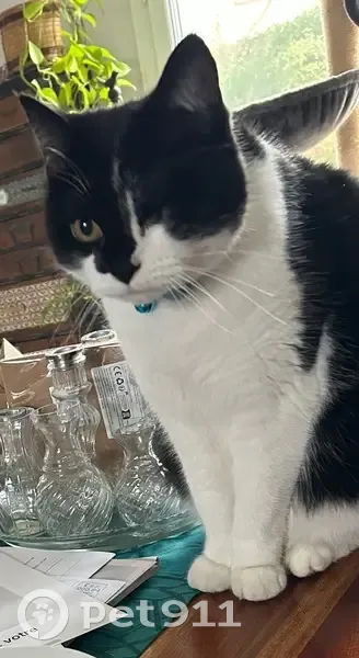 Perdu chat homme, Rue de la Vallée, 370, Rubelles - œil gauche manquant - photo