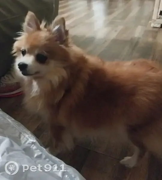 Lost Собака Female, Beaver Court, 6766, Columbus, Birmingham - Pomeranian, orange & white - photo