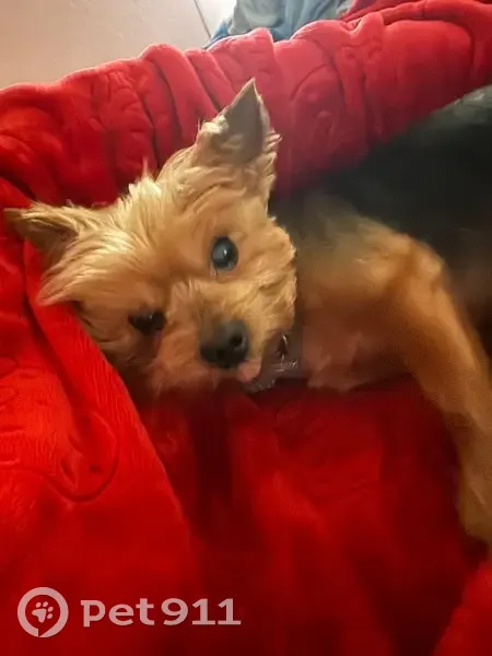 Lost Собака, South 35th Drive, 6716, Phoenix - yorkie small build, blind on both eyes - photo