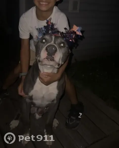 Lost Собака, East 21st Avenue, 3433, Gary, Hickory Hills - Grey with white paws - photo