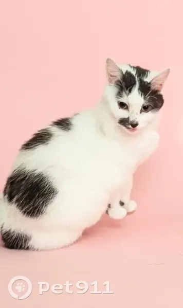 Lost Cat: Carly, Black & White Beauty - photo