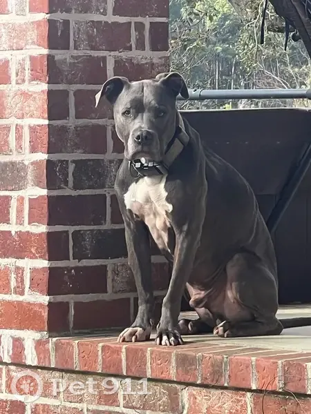 Lost Собака, Coventry Drive, Baton Rouge - Blue male with camo collar - photo