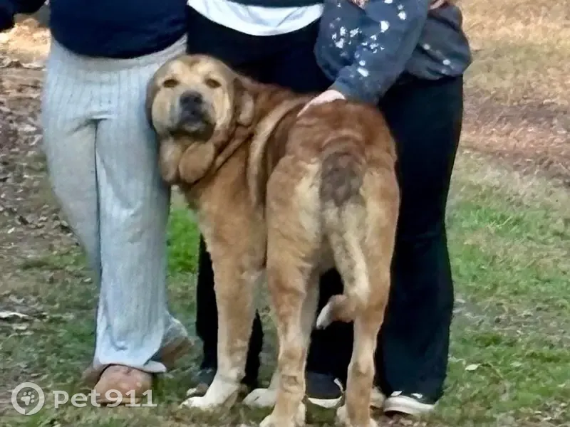 Lost Собака, Male, 11th Street Northwest, Washington - Color orange brown tail in the air - photo