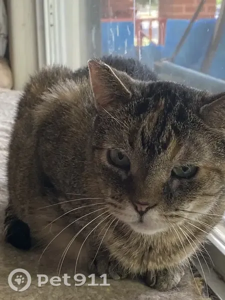 Lost Кошка, North Elston Avenue, 4468-4470, Chicago - 16 years old, micro chipped - photo