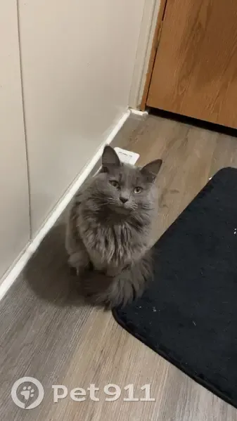 Lost Кошка, East Macarthur Road, 2201, Wichita - Russian Blue, grey, fluffy - photo