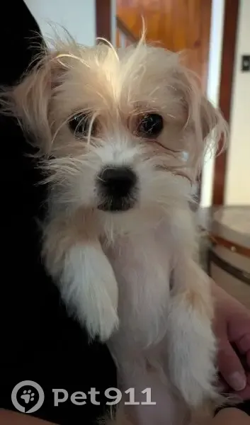 Lost Собака, Benton Street, 40, Hamden - small mix Chihuahua Maltese - photo
