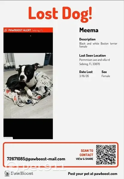 Lost Собака, Persimmon Avenue, 1198, Sebring - Boston terrier named Meema - photo