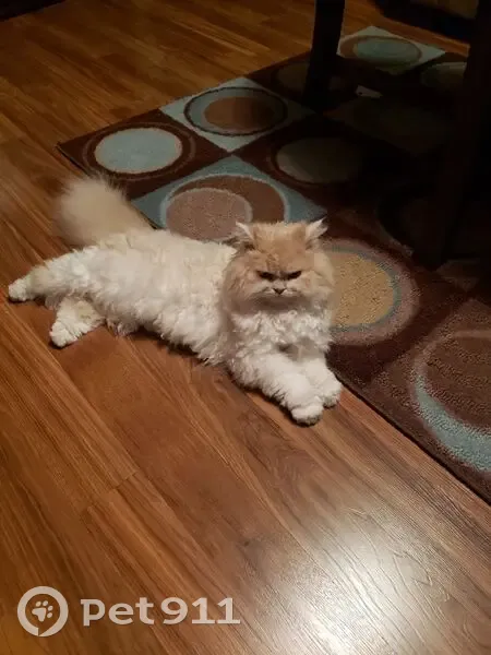 Lost Кошка, Female, North Street, 202, Seaford - cream and white with pink collar - photo