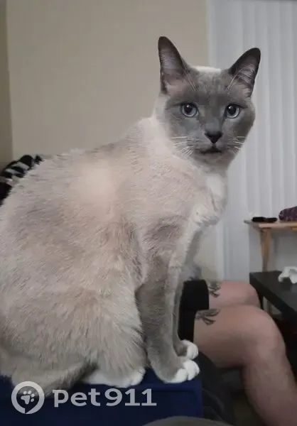 Lost Кошка, Male, Templeton Park Circle, Colorado Springs - Friendly, white paws - photo