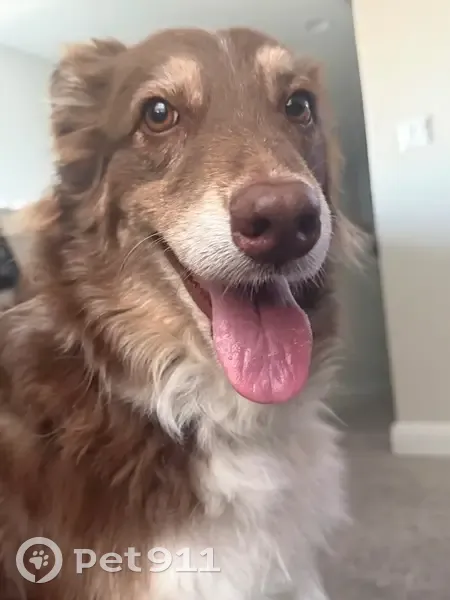 Lost Собака, Female, Bratton Lane, 16511, Round Rock, Austin - brown and white Australian cattle dog - photo