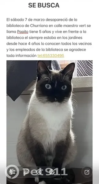 Se Busca: Gato Siamés Tímido y Especial - photo