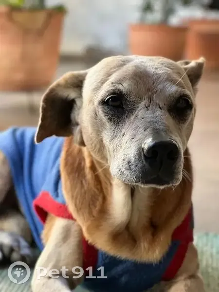 Cachorro perdido Macho (brl002468) - photo