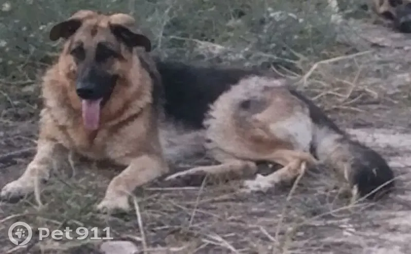 Pastor Alemán Perdido en la N-121, Navarra - photo
