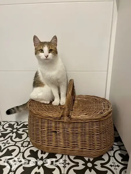 Зникла кішка Кицька в Рясне-Руському - photo