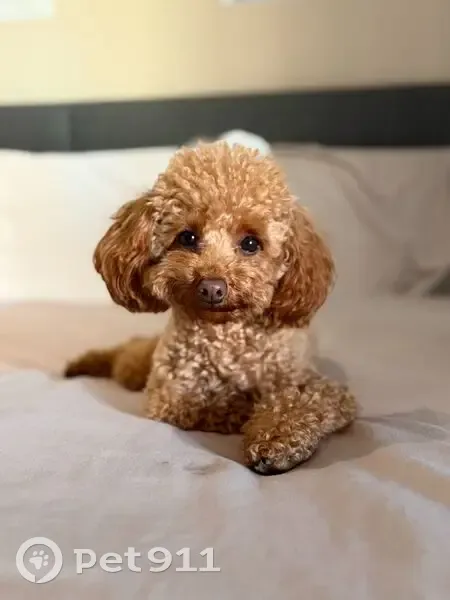 Perro Perdido: Matilda, Arnés Verde, Marbella - photo