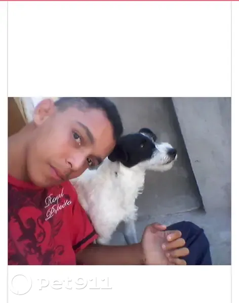 Cachorro perdido Fêmea (brl002469) - photo