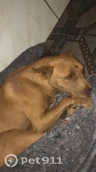 Cachorro encontrado Fêmea (brf002470) - photo