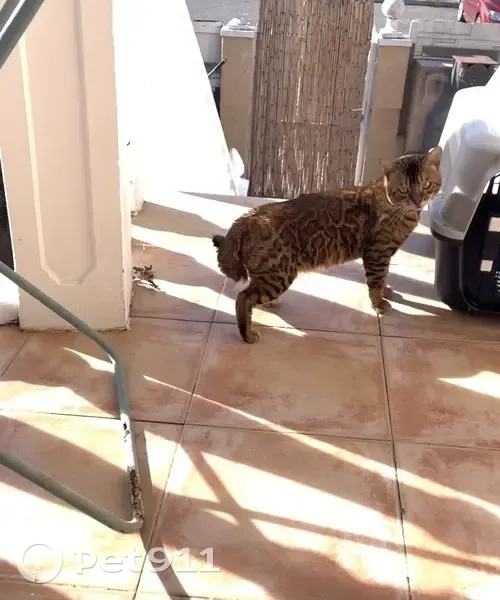 Buscamos a Hambrosio: gato perdido en Orihuela - photo