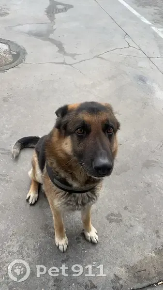 Perro Perdido: Negro y Fuego con Chaleco - photo