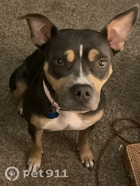 Lost Собака, Female, North Chautauqua Street, 229, Wichita - wearing a purple collar with daisies - photo