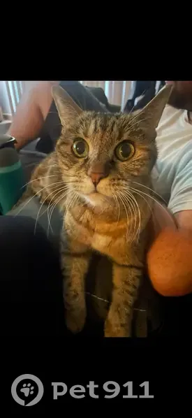 Lost Кошка, Female, San Tan Valley, Arizona - strictly indoors - photo