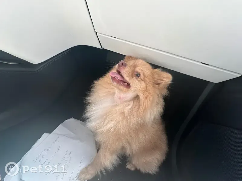 Lost Собака, Brentwood Drive, 889, San Jose - service dog named Maxi - photo