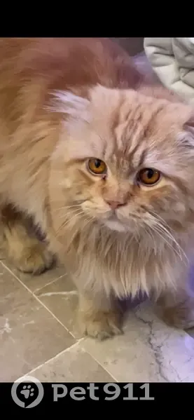 Missing cat Male (usl532801) - photo