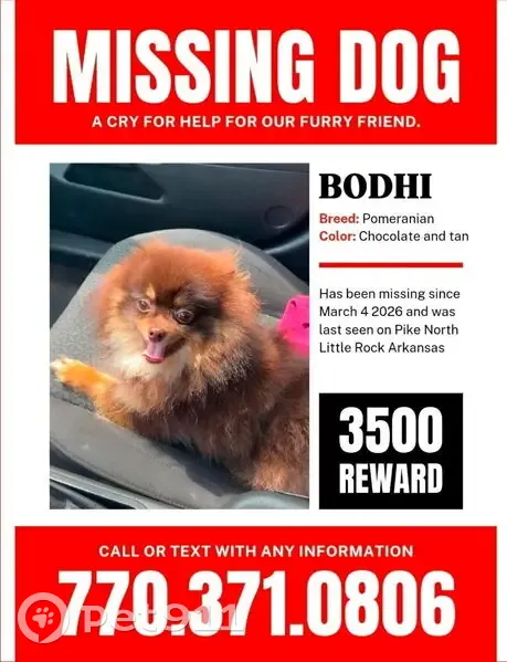 Lost Собака, Male, North Little Rock, Arkansas - Chocolate and tan - photo