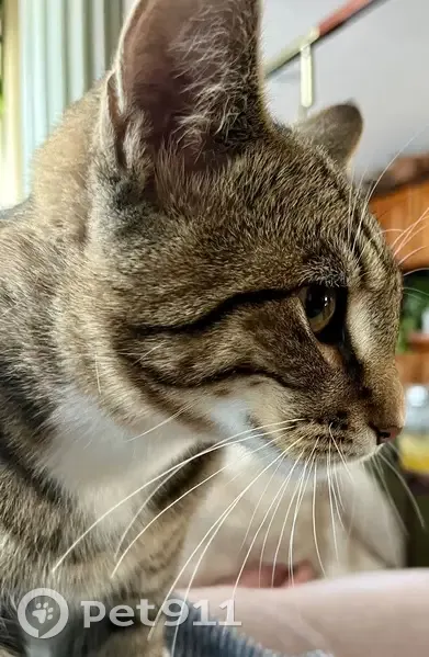 Lost Кошка, Delmar Lane, 8414, Prairie Village - Finn, six month old male - photo