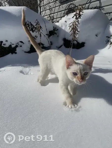 Lost Кошка, Peruque Estates Lane, 121, Wentzville - white with orange markings - photo