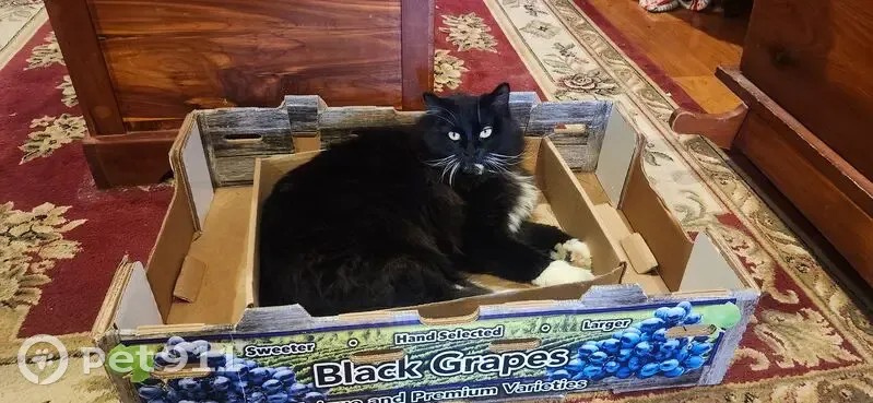 Lost Кошка, McClure Avenue, 615, Lowell - Female black and white with pink collar - photo