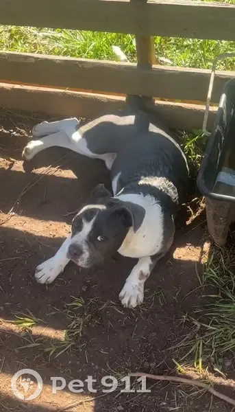 Lost Собака, Gary Street, 327, Whitmire - short gray with white, 6 months old - photo