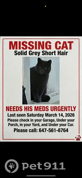 Lost Кошка, Male, Sullivan Street, 20, Toronto - Solid Grey short hair - photo