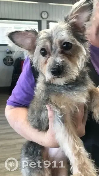 Lost Собака, Female, East Hillside Drive, 2425, Broken Arrow - Yorkie mix, silver & tan - photo