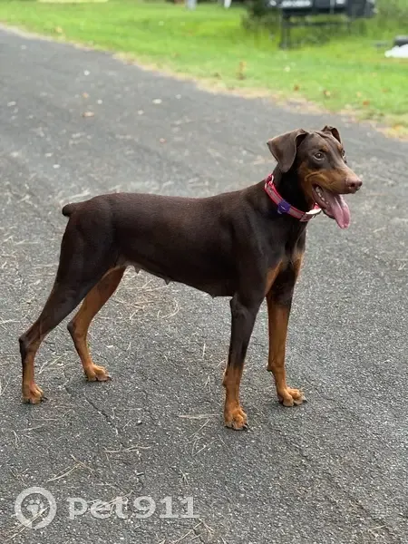 Lost Собака, Female, Lockhart Highway, 8868, Sharon, Knoxville - typical red doberman - photo
