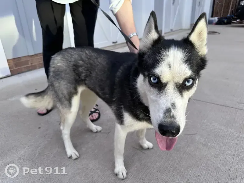 Lost Собака Female, Beckerdite Road, Sophia - blue eyes, black spots on snout - photo