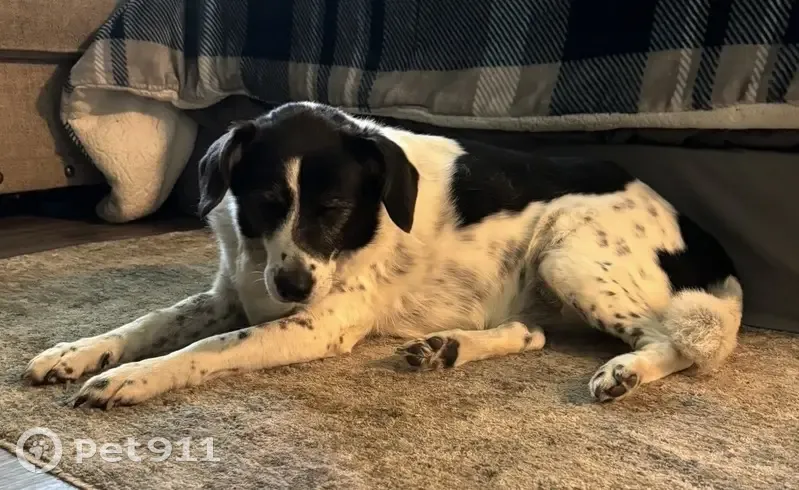 Lost Собака, Female, Columbia Rd 463, 24, McNeil - beagle border collie mix - photo