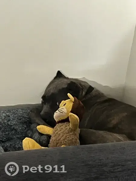 Lost Собака, Male, Lillington Highway, Spring Lake - blue Adam's collar and gold tag - photo