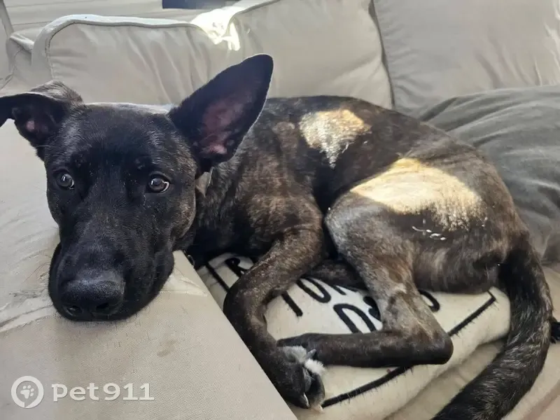 Lost Собака, Female, Douglas Pike, Smithfield - Brindle German shepherd pitbull mix - photo